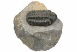 2.5" Detailed Reedops Trilobite - Atchana, Morocco - #196935-2